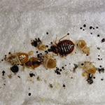 Bedbug Control