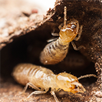 Termite Control